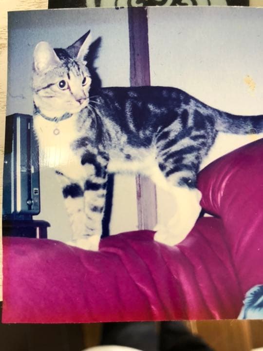 猫主さま専用ページ