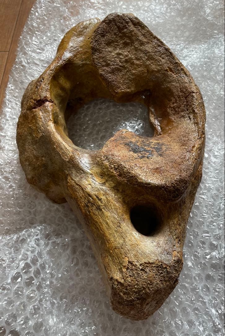 【セール】マンモスの環椎　化石　特大