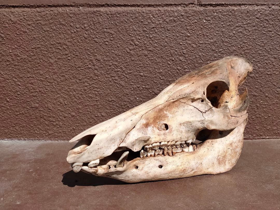 【値下げ中！】イノシシの頭骨【牙付き】