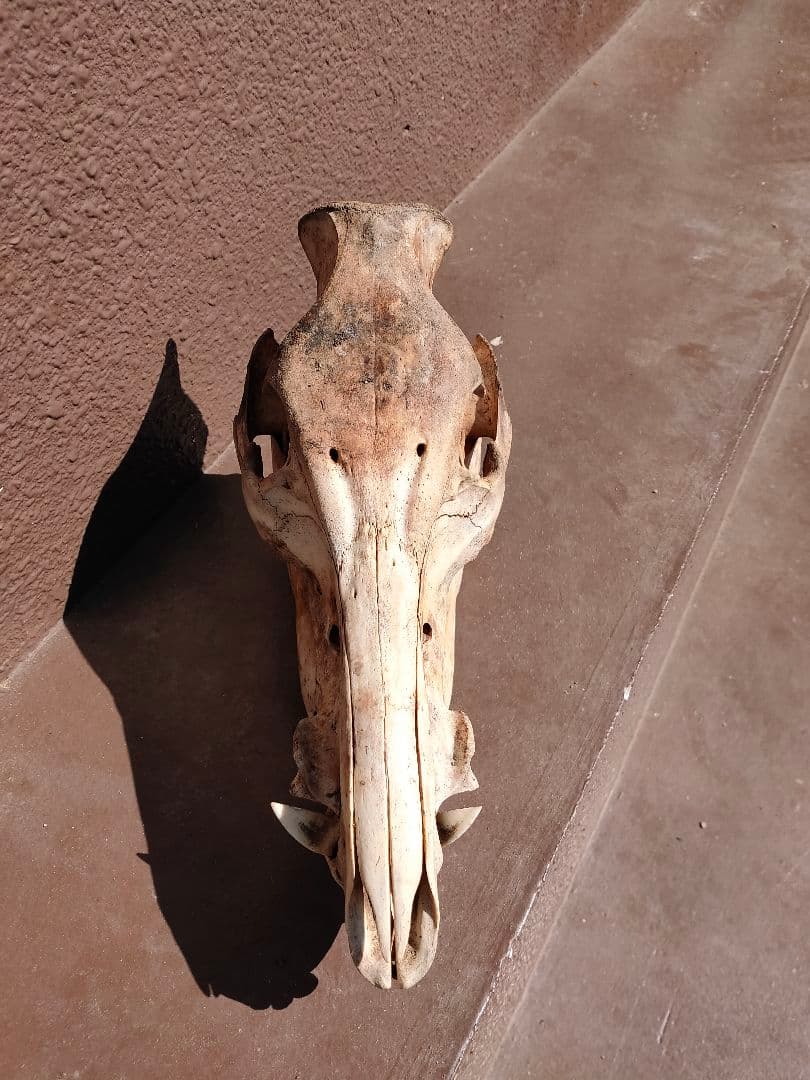 【値下げ中！】イノシシの頭骨【牙付き】