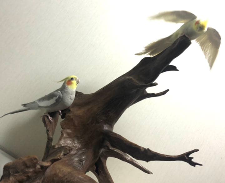 【No11】　置き物　小鳥用品　とまり木　バードアスレチック　オブジェ