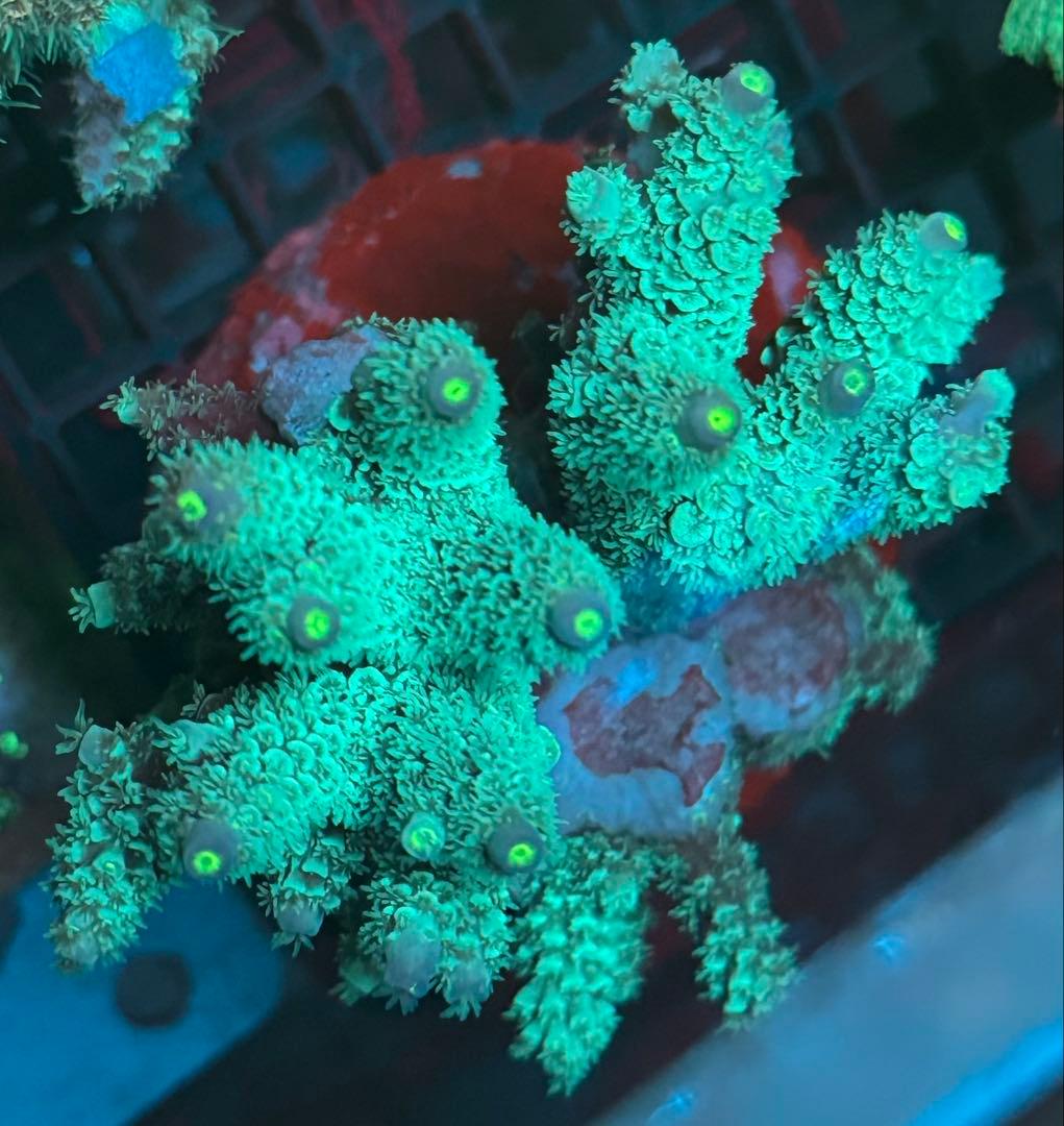 SPS 7種類 サンゴ