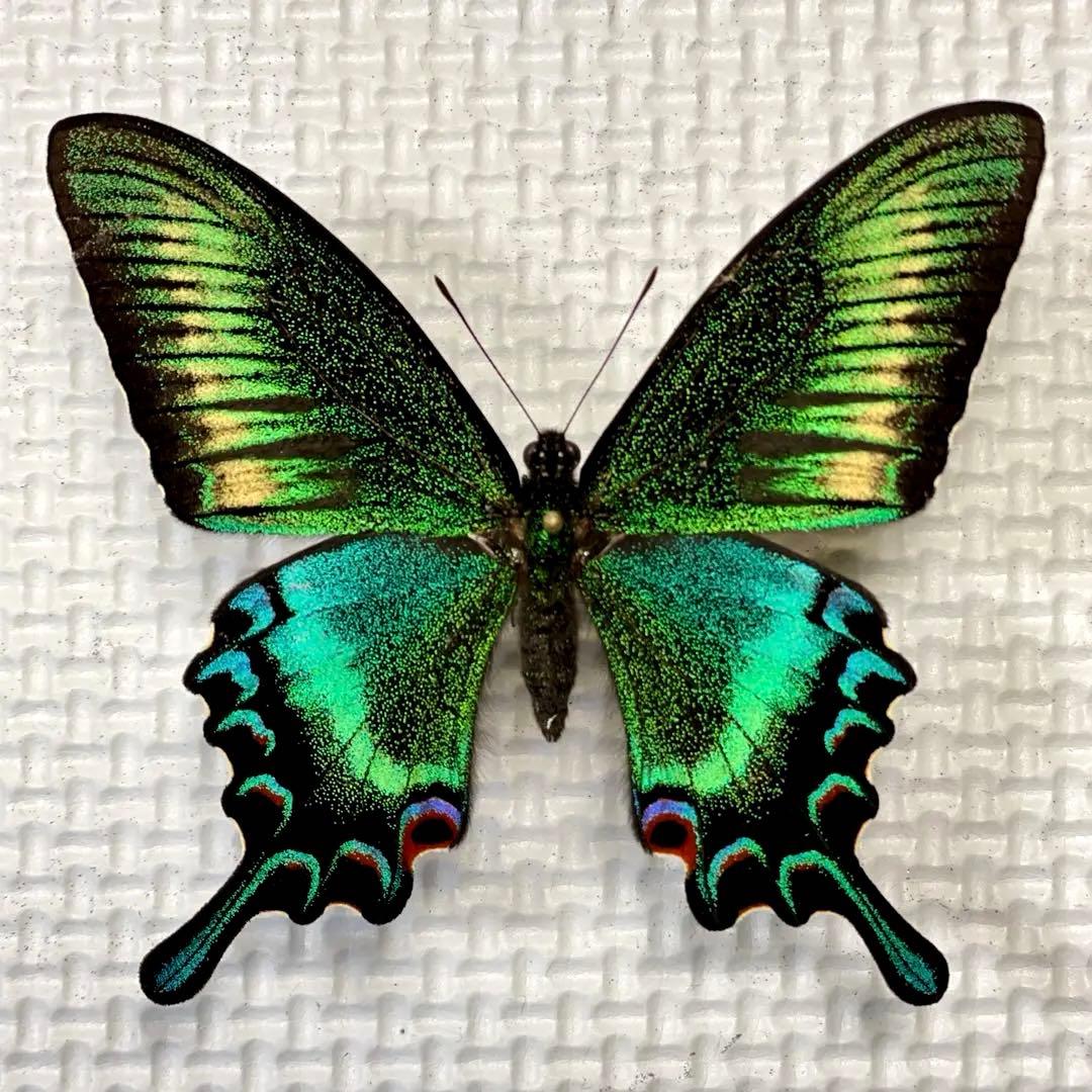 蝶標本　北海道産　極美麗ミヤマカラスアゲハ春型♂ 飼育品　完品　⭐️マイコレに‼️