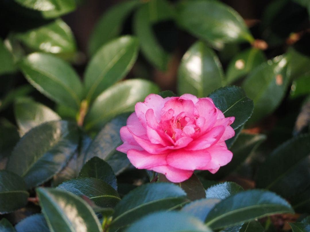 ✨美品✨OLYMPUS M.ZUIKO ED 40-150mm F4-5.6