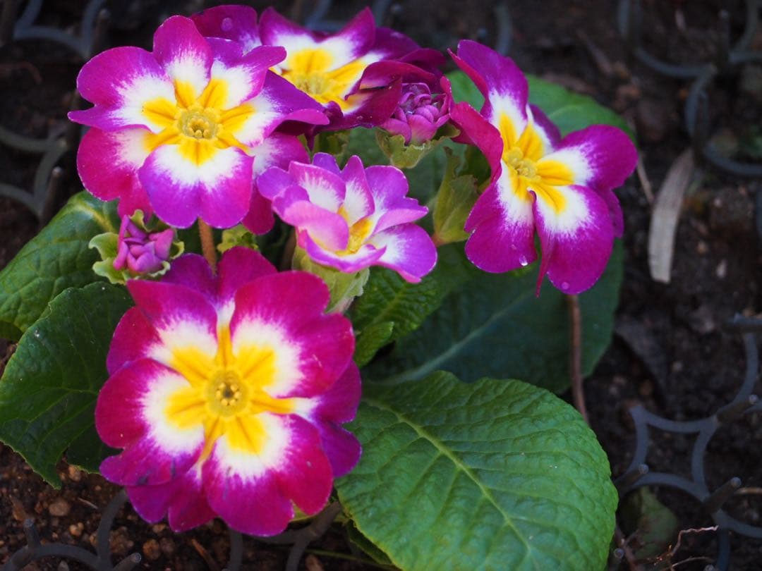 ✨美品✨OLYMPUS M.ZUIKO ED 40-150mm F4-5.6