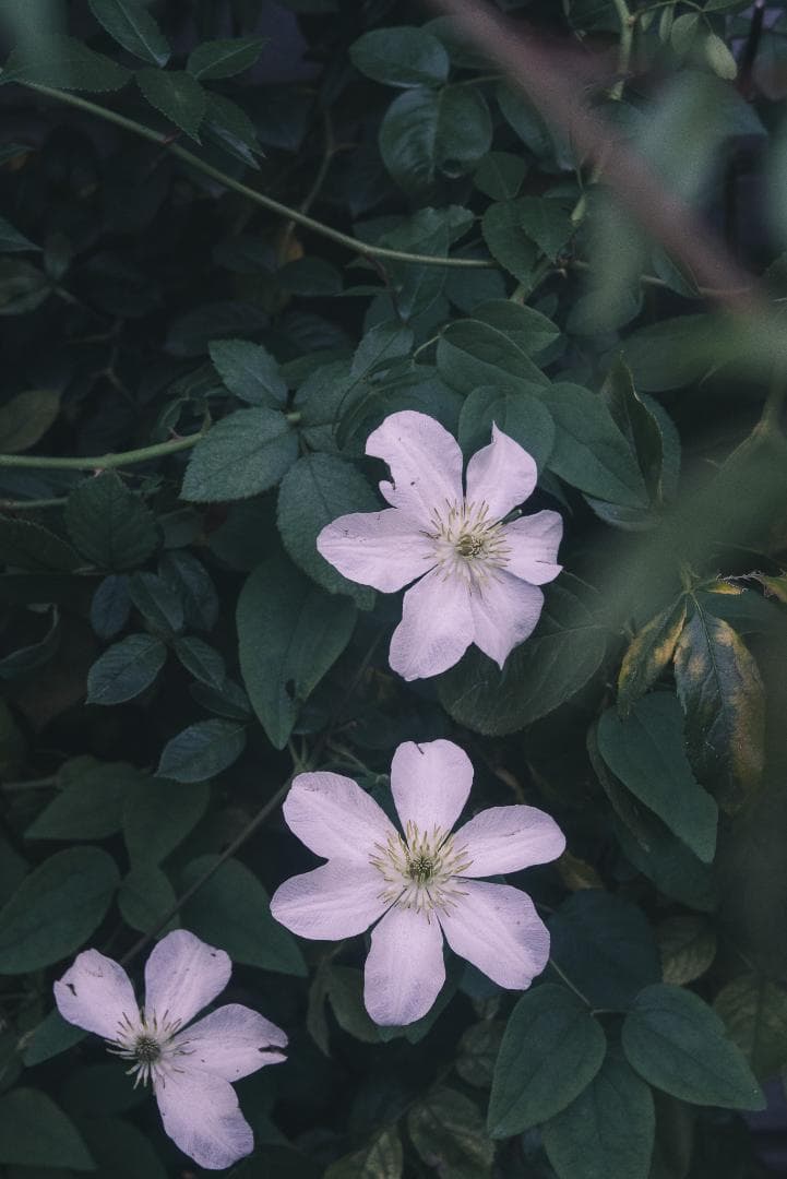 訳ありSALE！虹の出るライカの癖玉！Leica Summar 50mm F2