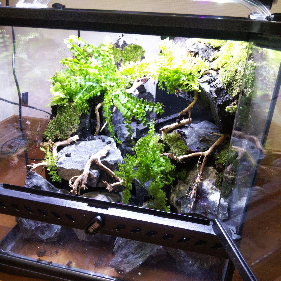 【受注生産】グラステラリウム3030　イモリウム　苔テラリウム