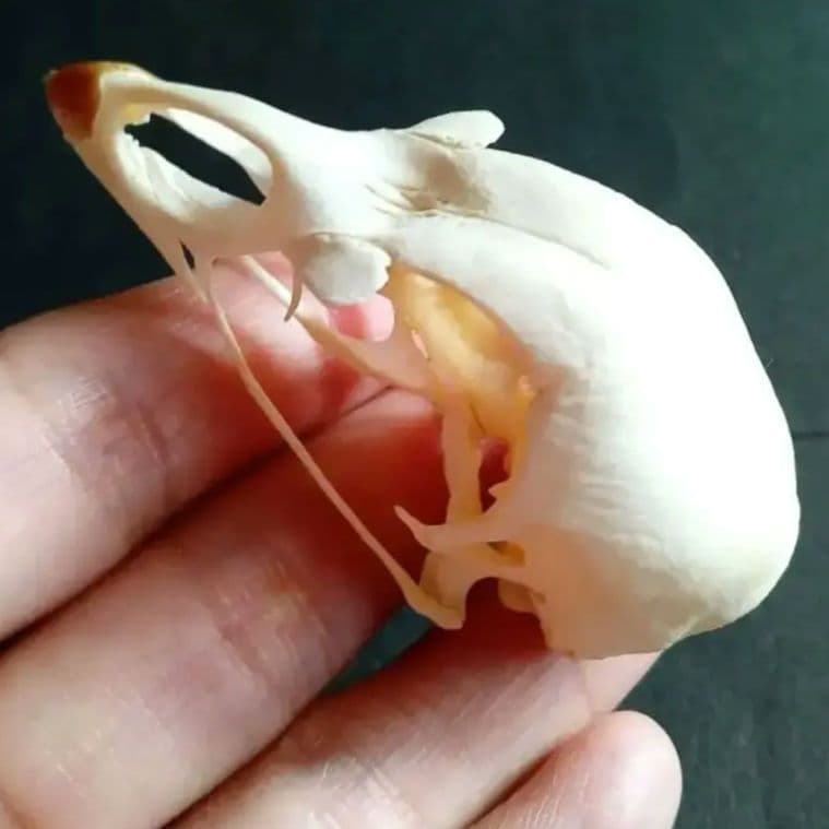 鳥類　骨格　頭骨　標本　ニワトリ　スカル　美麗