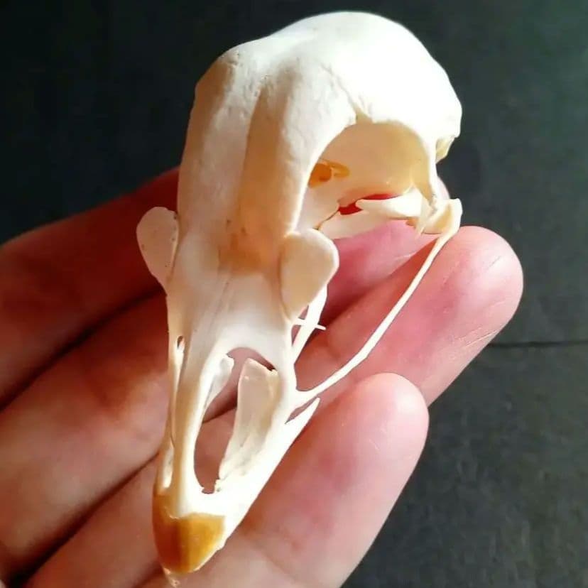 鳥類　骨格　頭骨　標本　ニワトリ　スカル　美麗