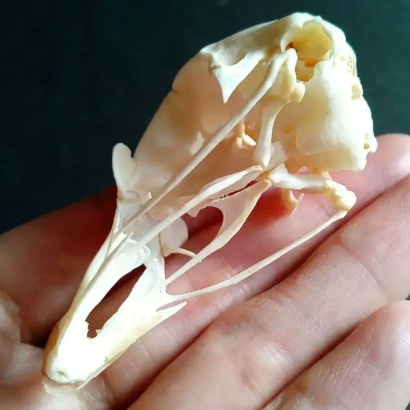 鳥類　骨格　頭骨　標本　ニワトリ　スカル　美麗