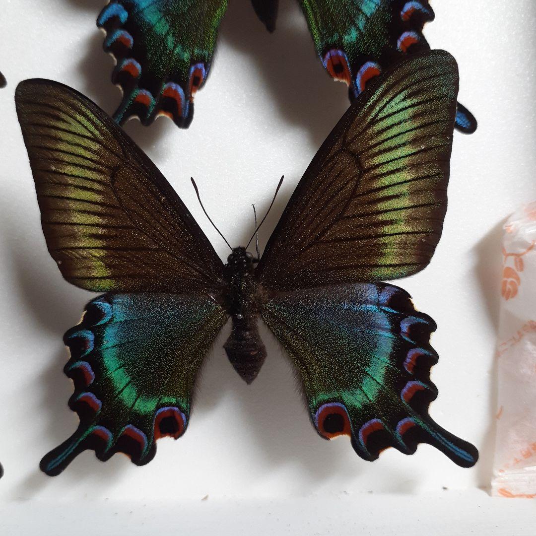 蝶標本　ミヤマカラスアゲハ(春型夏型　♂️♀53頭)大型ドイツ標本箱二箱入り