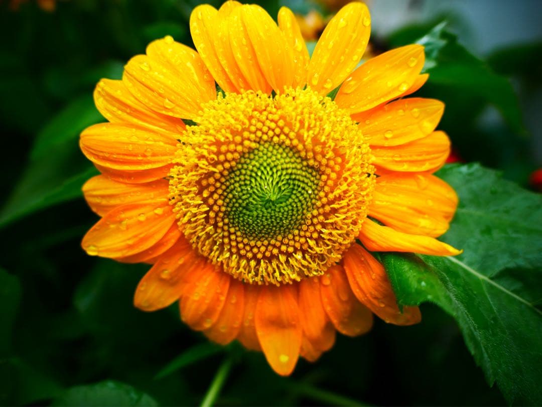 [ほぼ新品]LEICA DG SUMMILUX 15mm/F1.7