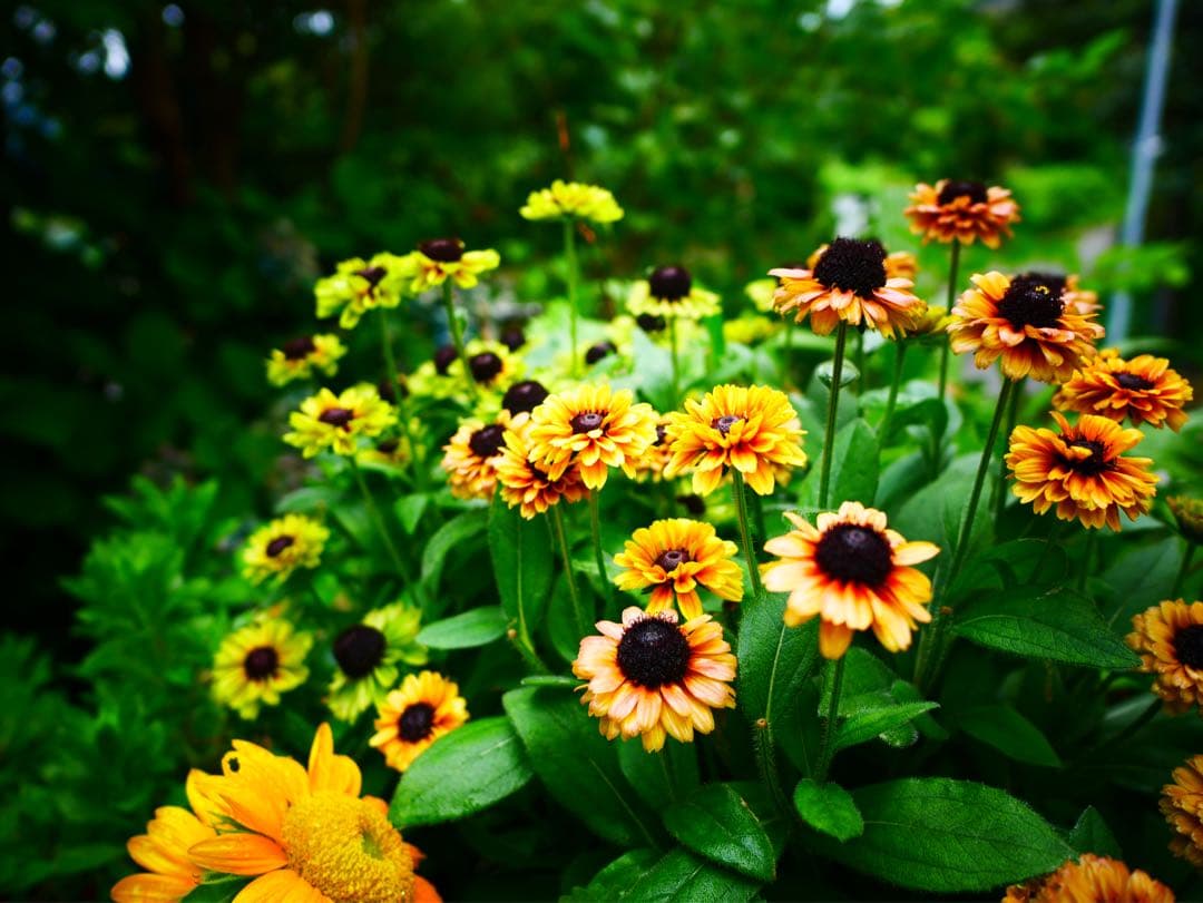 [ほぼ新品]LEICA DG SUMMILUX 15mm/F1.7