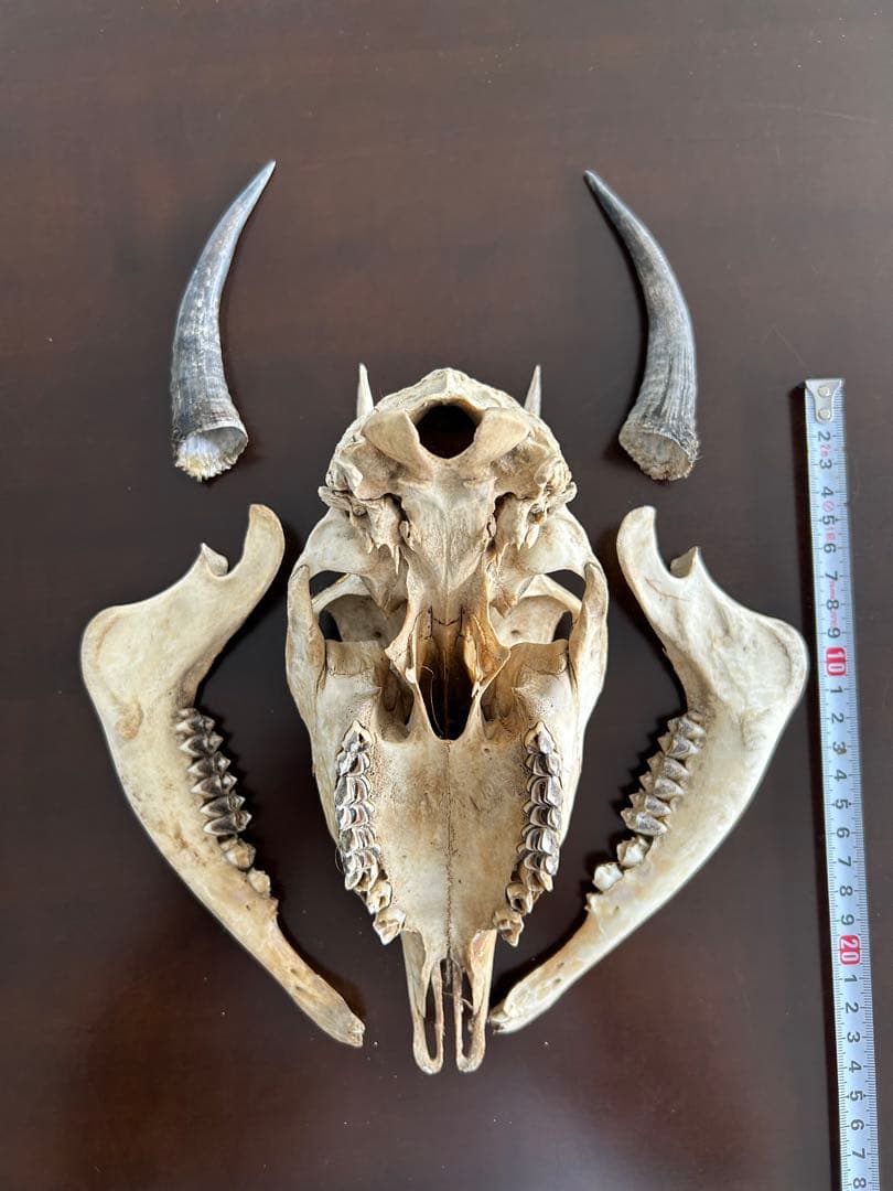 シカ　スカル　頭蓋骨　標本　カモシカ