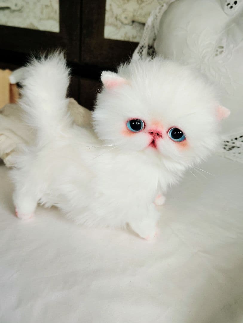 よちよち〜短足♡ころころボディ♡エキゾチック子猫ちゃん♡アートドール♡ぬいぐるみ