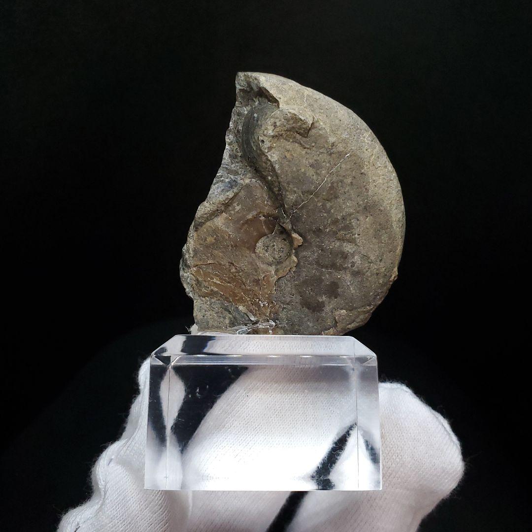 アンモナイト 三畳紀  本物 ノルウェー産 41.52mm 土台付き fan7