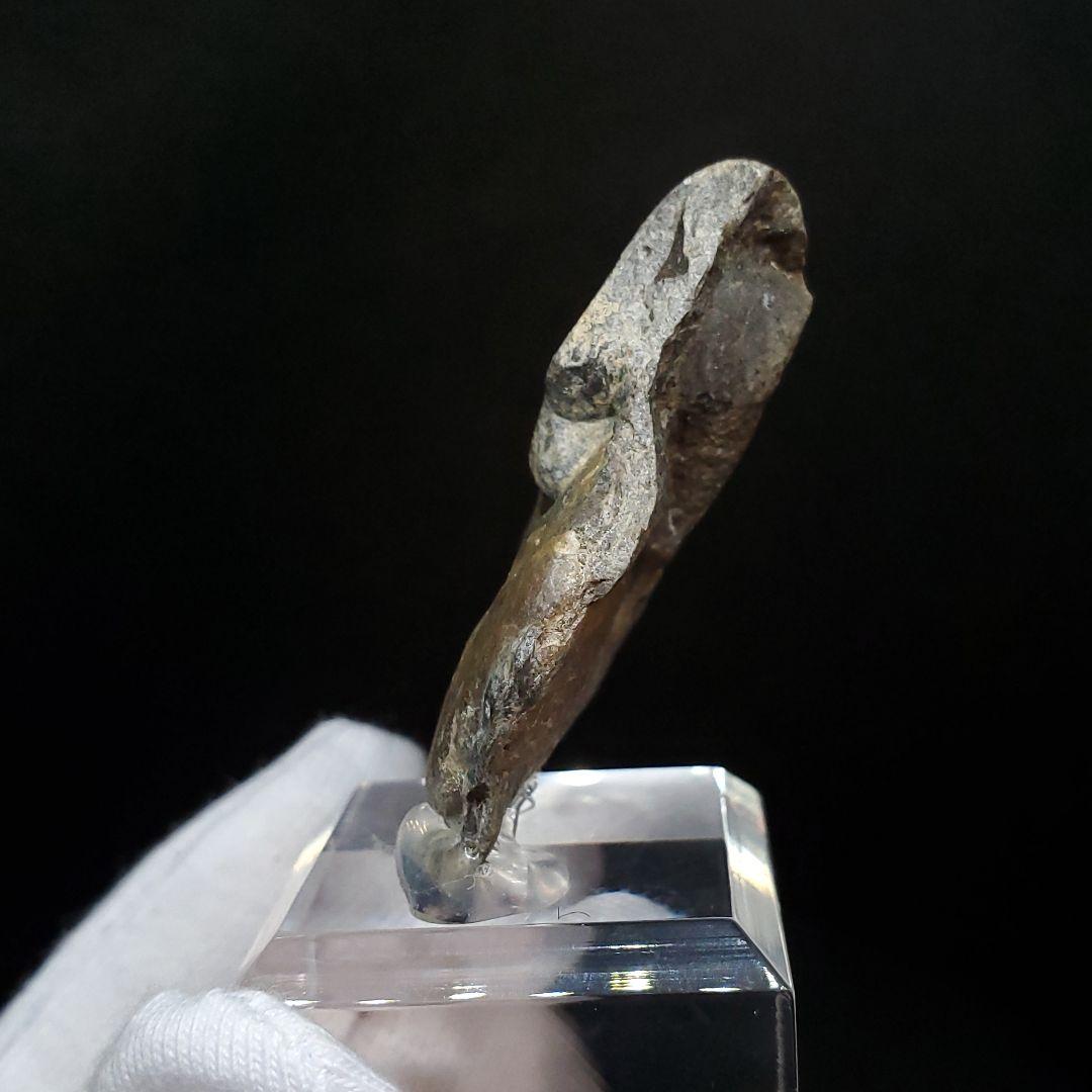 アンモナイト 三畳紀  本物 ノルウェー産 41.52mm 土台付き fan7