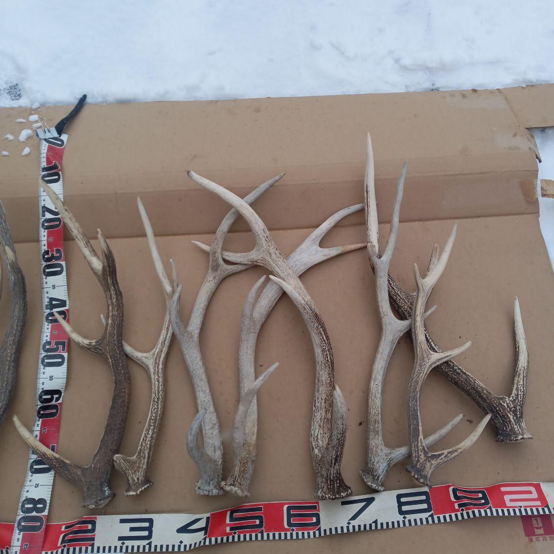 S*i様 蝦夷鹿の角 犬のおもちゃ 工芸品などに　3番