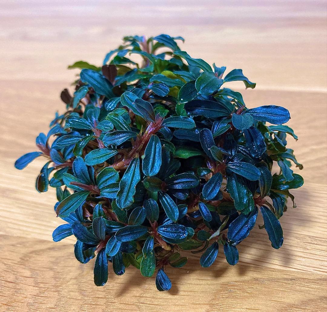 水草 Bucephalandra sp. Mini Phantom ADA Dooa