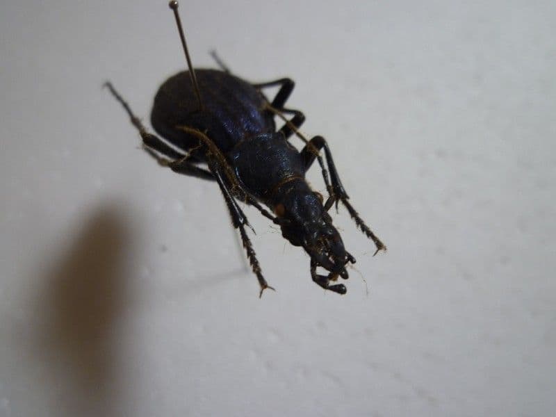 オシマルリオサムシ♀/D.munakatai/北海道.ニセコ産/35.9mm