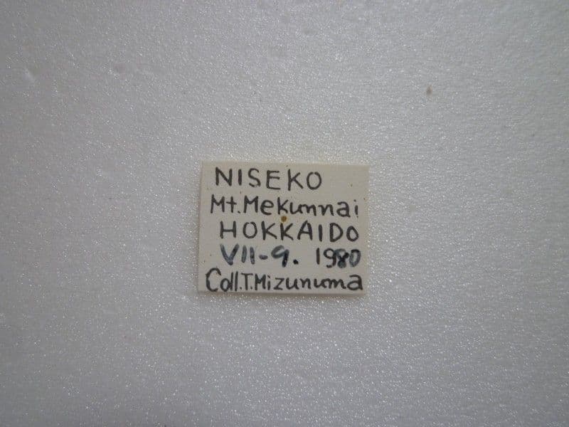 オシマルリオサムシ♀/D.munakatai/北海道.ニセコ産/35.9mm