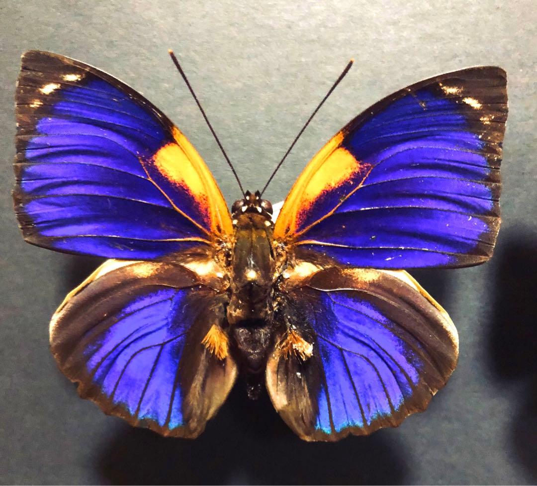 蝶標本　フルニェルミイロタテハ　2♂