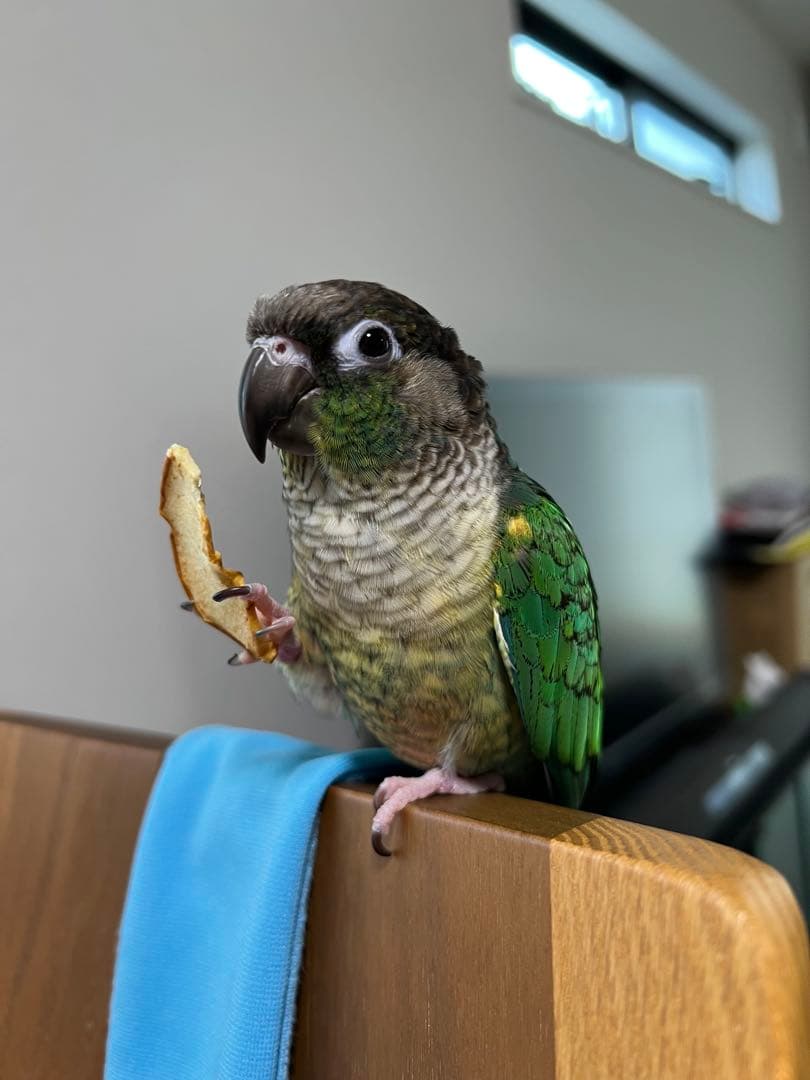 みつ豆さまご確認ページ