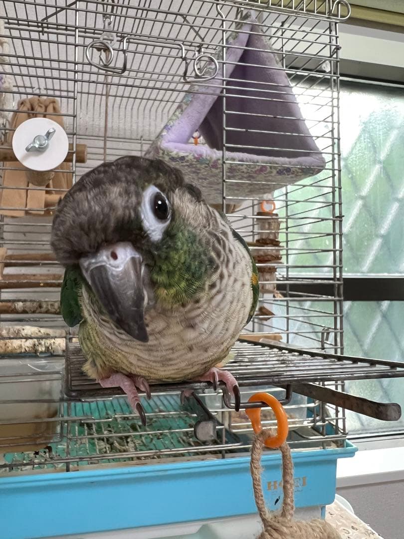 みつ豆さまご確認ページ