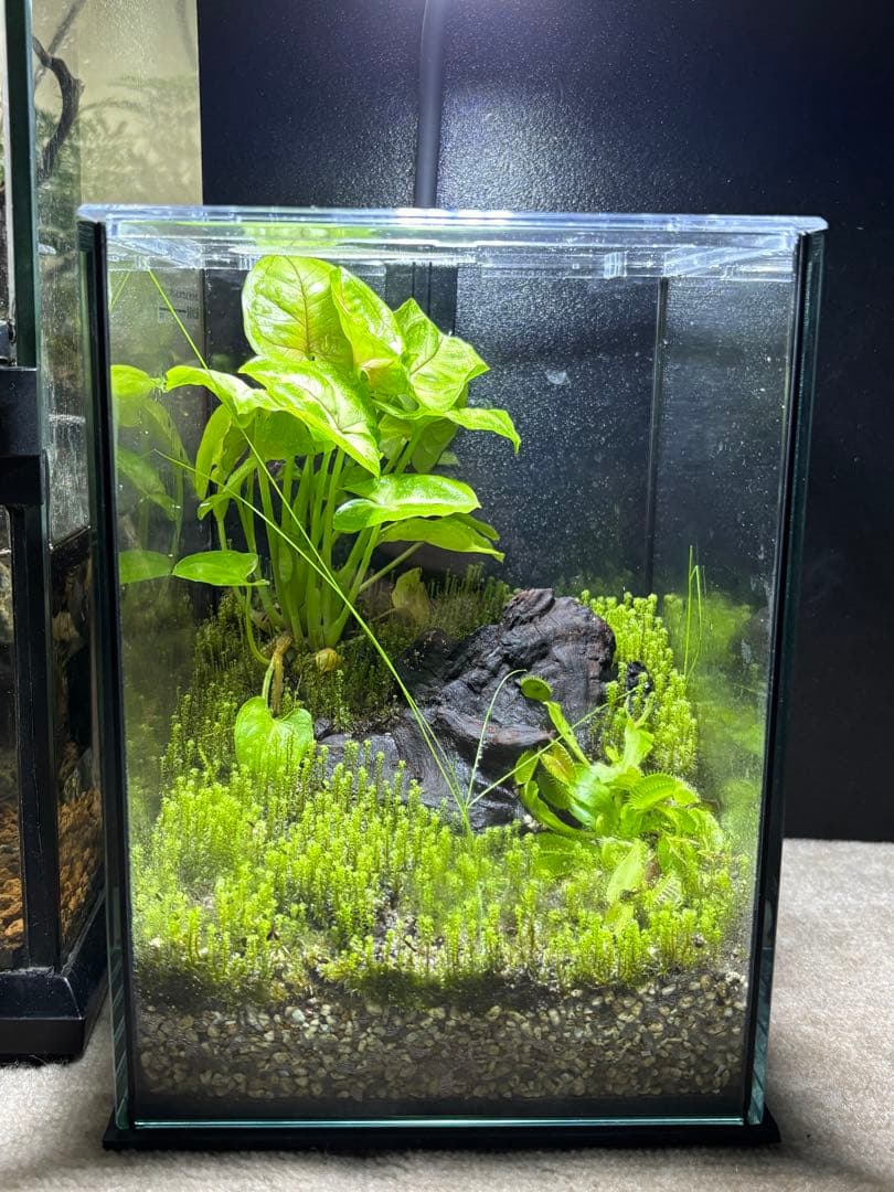 苔とハエトリ草のテラリウム