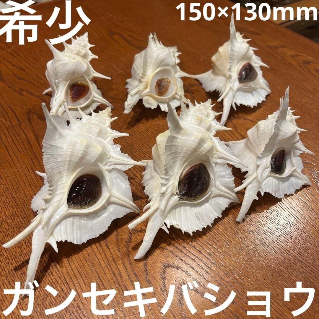 下*田様 【最終在庫】　美品　東シナ海産　蓋付き　ガンセキバショウ　6点セット