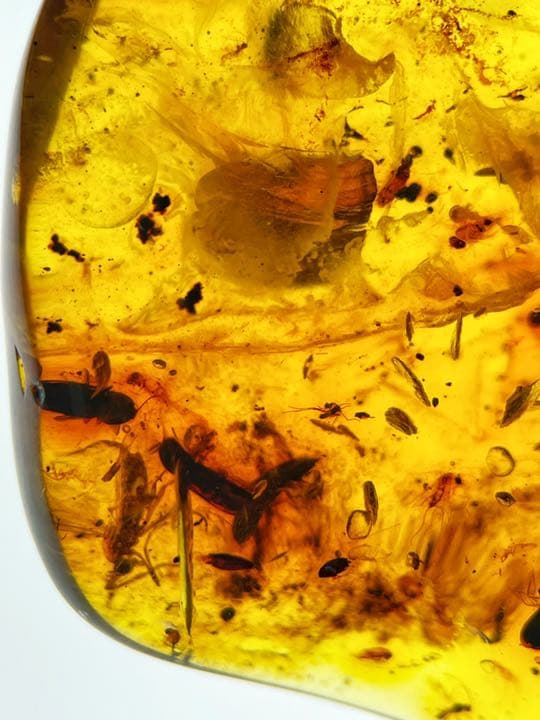大粒　天然虫入り琥珀　アンバー　夏休み　自由研究　化石　恐竜