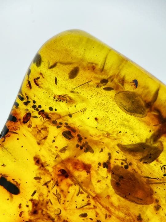 大粒　天然虫入り琥珀　アンバー　夏休み　自由研究　化石　恐竜