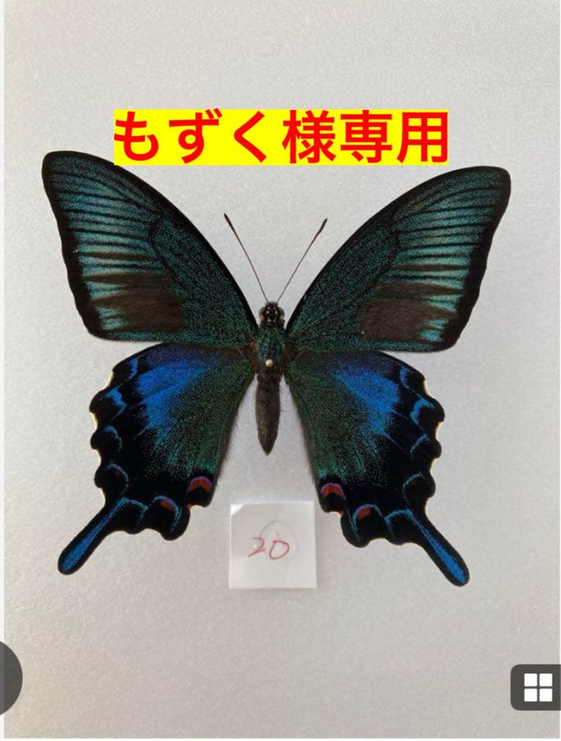 もずく 標本蝶 3頭セット