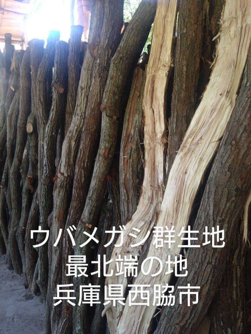 備長炭・半丸25キロ