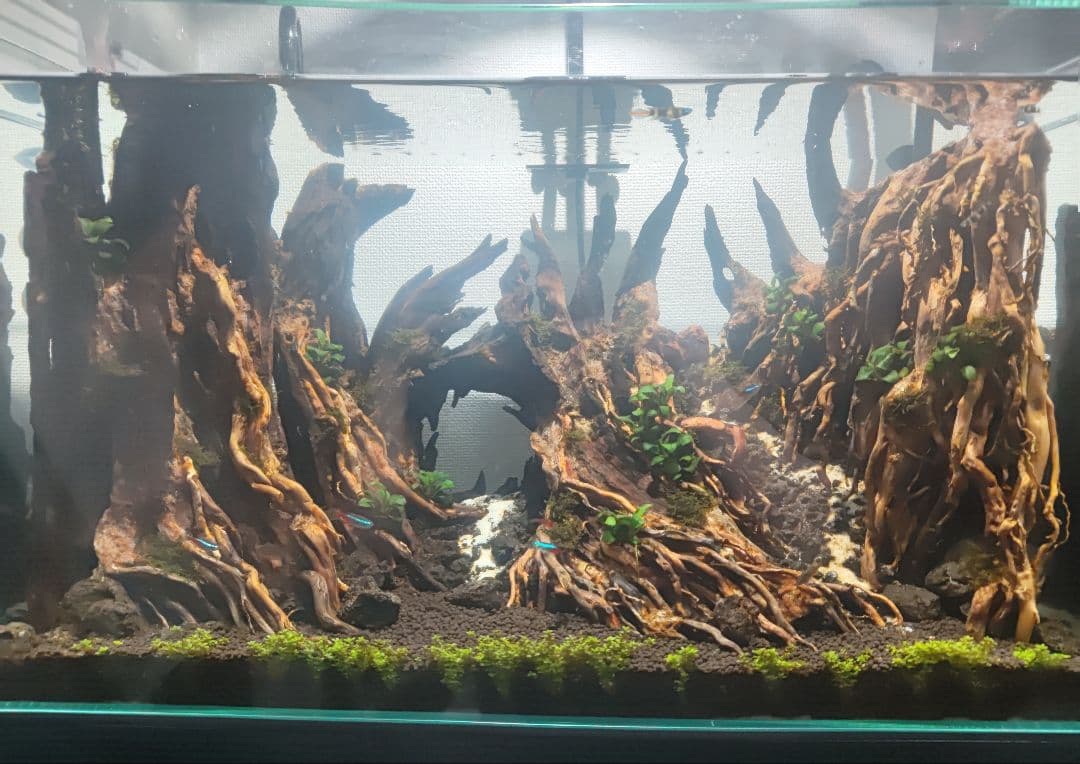 水槽用流木 レイアウト