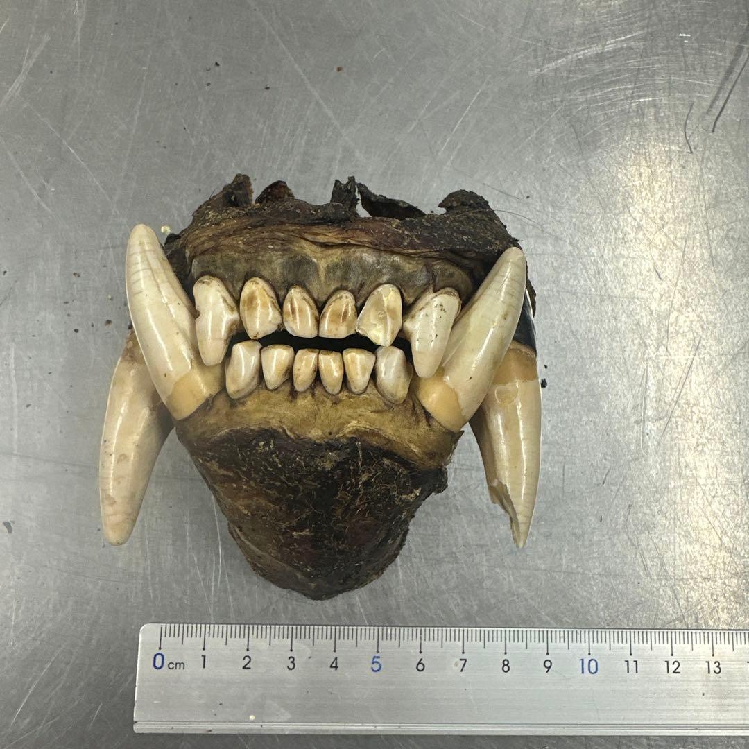 北海道産　熊　乾燥ヒグマの牙