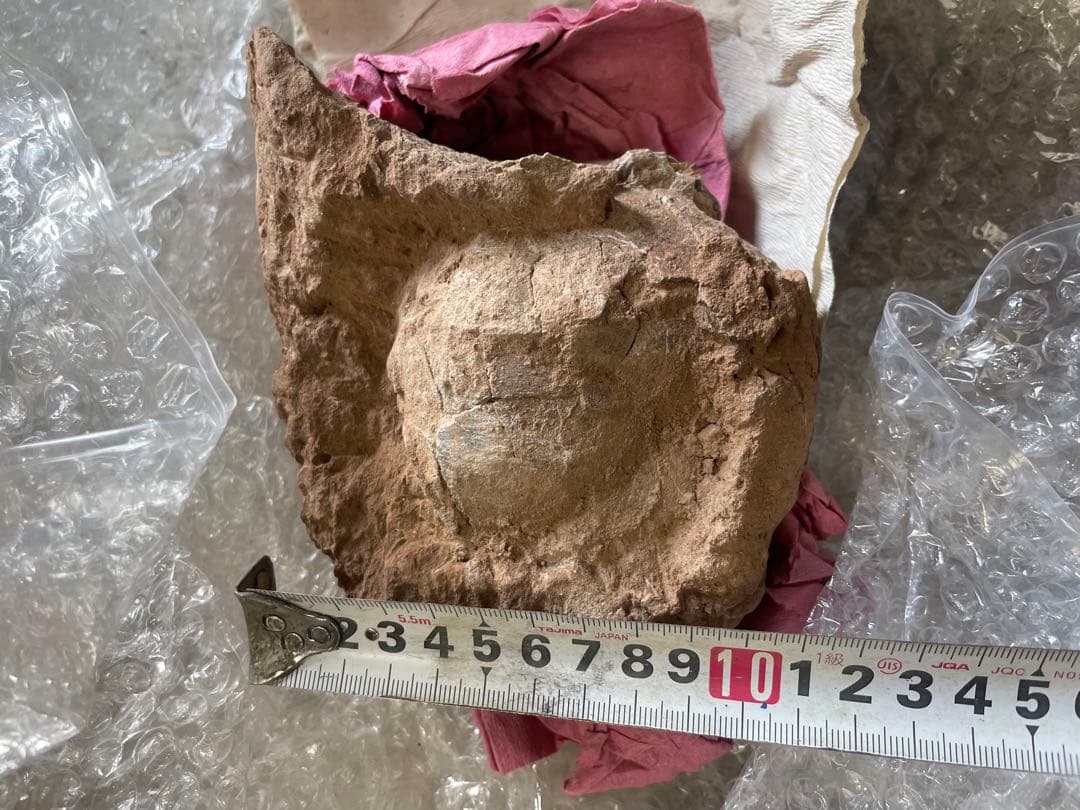 恐竜　化石　卵　たまご　1994年