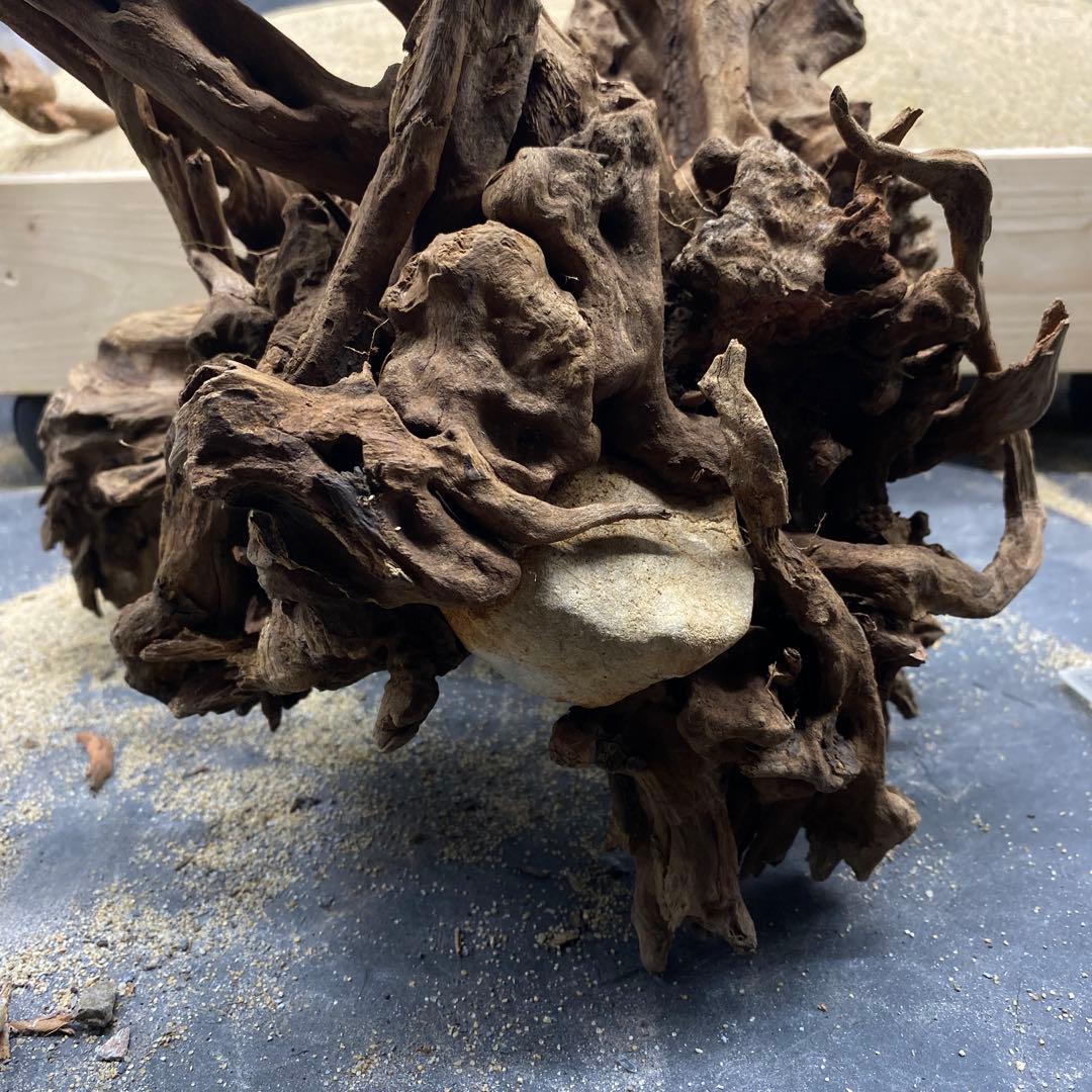 MSRW-6625 特大天然流木1点物　スリムウッド　アクアリウム