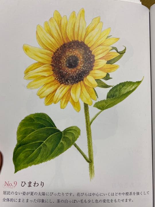 イラスト書きます！