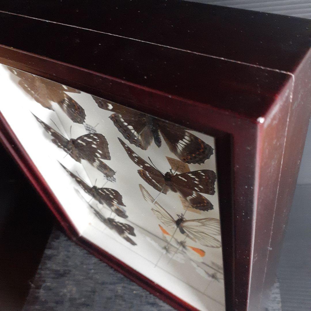 蝶標本　オオイチモンジ、クモマツマキチョウ、ミヤマシロチョウ(♀)標本箱入り