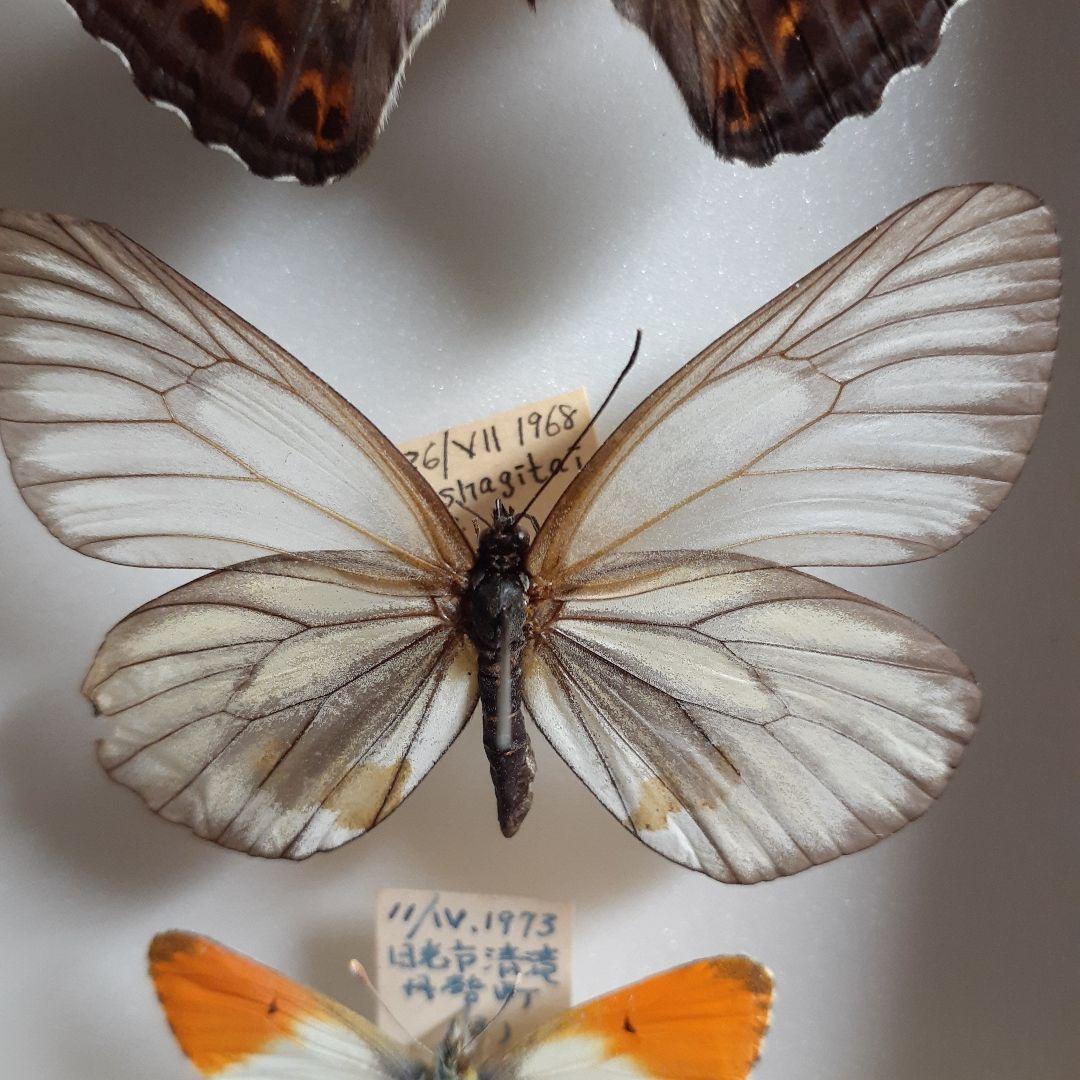 蝶標本　オオイチモンジ、クモマツマキチョウ、ミヤマシロチョウ(♀)標本箱入り