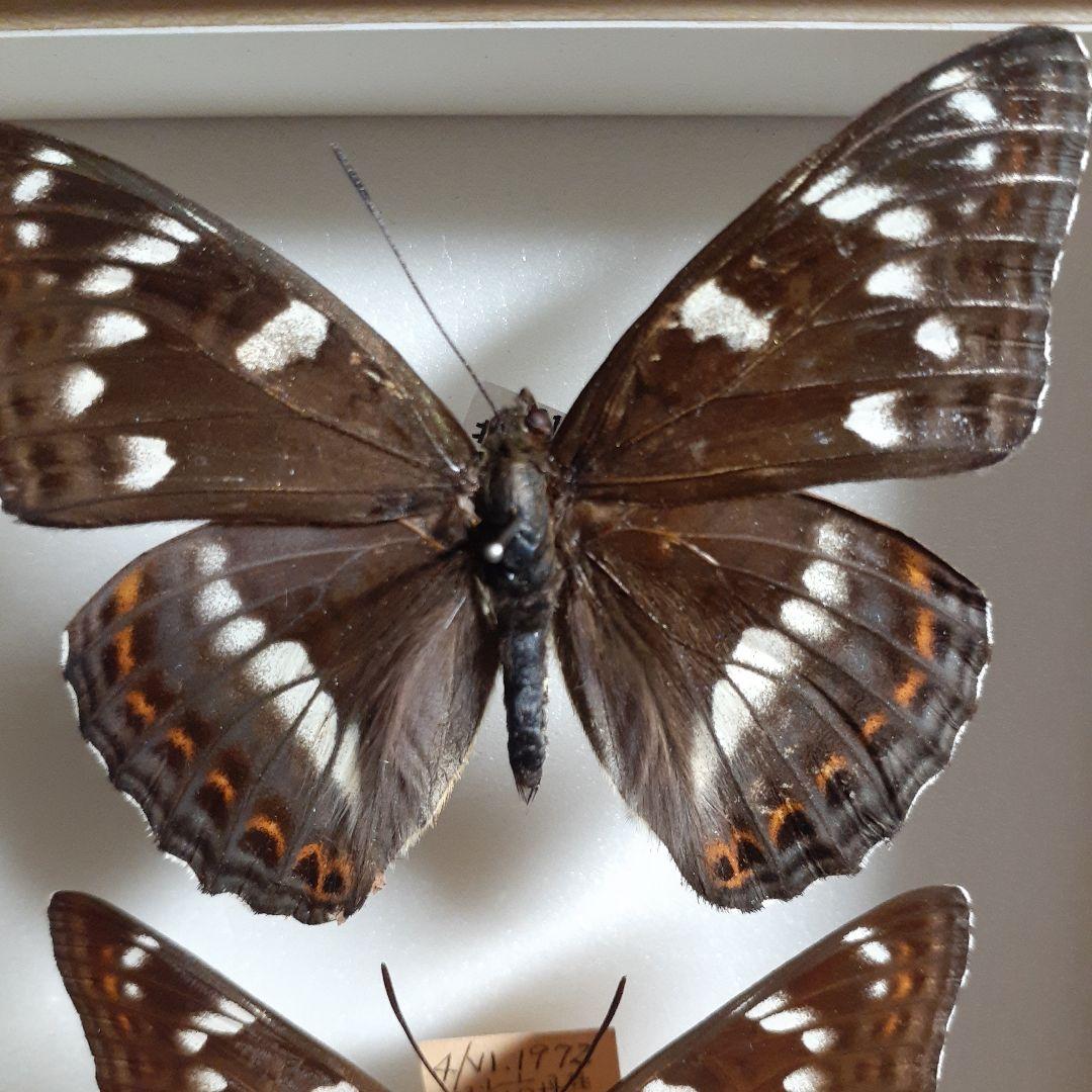 蝶標本　オオイチモンジ、クモマツマキチョウ、ミヤマシロチョウ(♀)標本箱入り