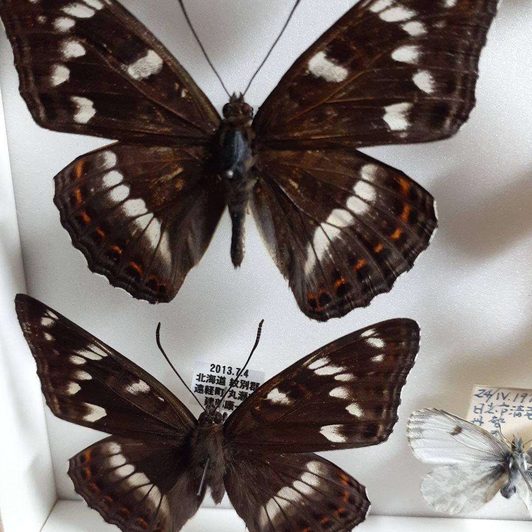 蝶標本　オオイチモンジ、クモマツマキチョウ、ミヤマシロチョウ(♀)標本箱入り