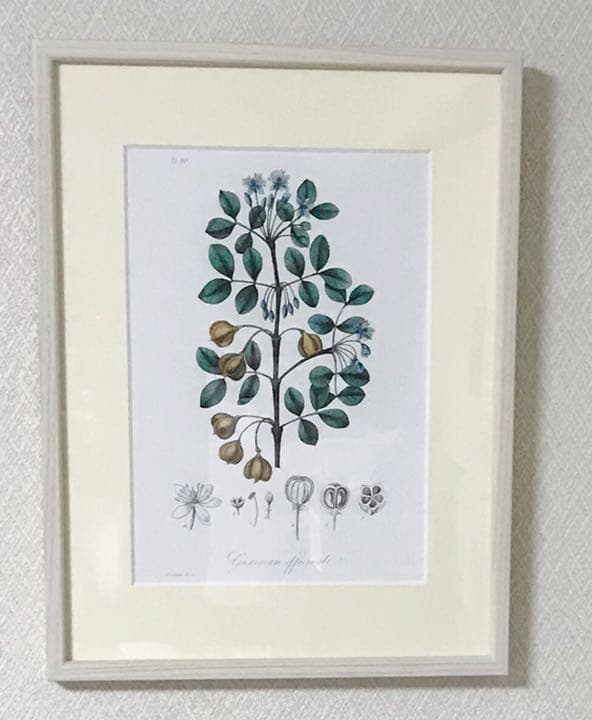 ★イギリス　ボタニカルアート　③