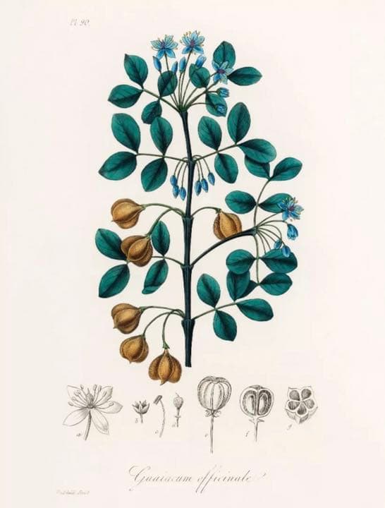 ★イギリス　ボタニカルアート　③