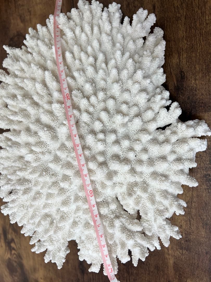 レア！ サンゴ 本物 珊瑚