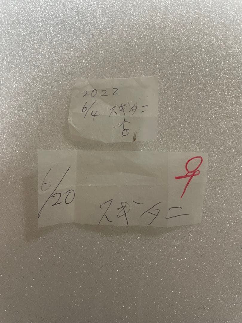 【ペア】モルフォオオムラサキ（滋賀県産）