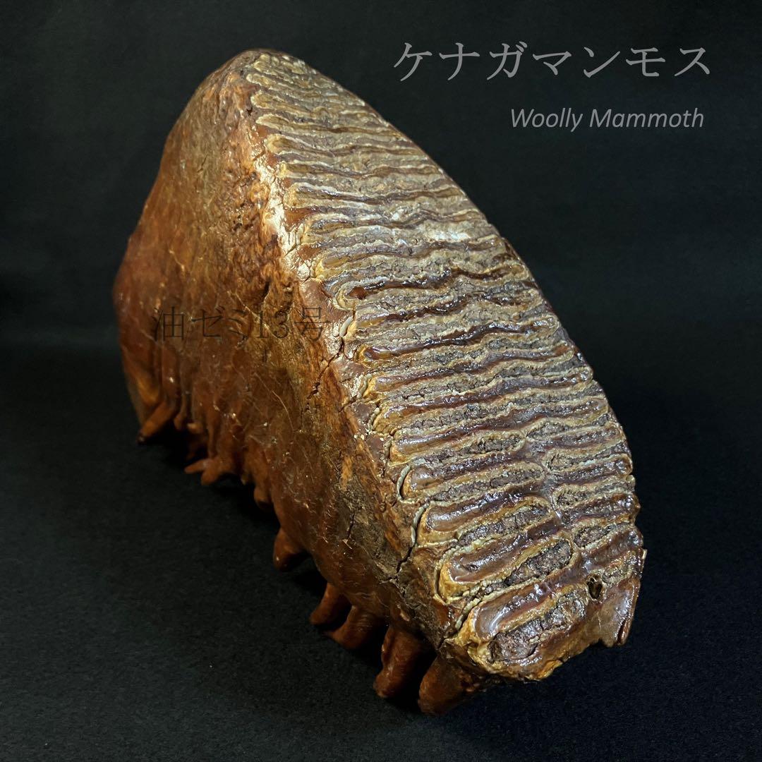 ケナガマンモス　臼歯　化石　コレクション