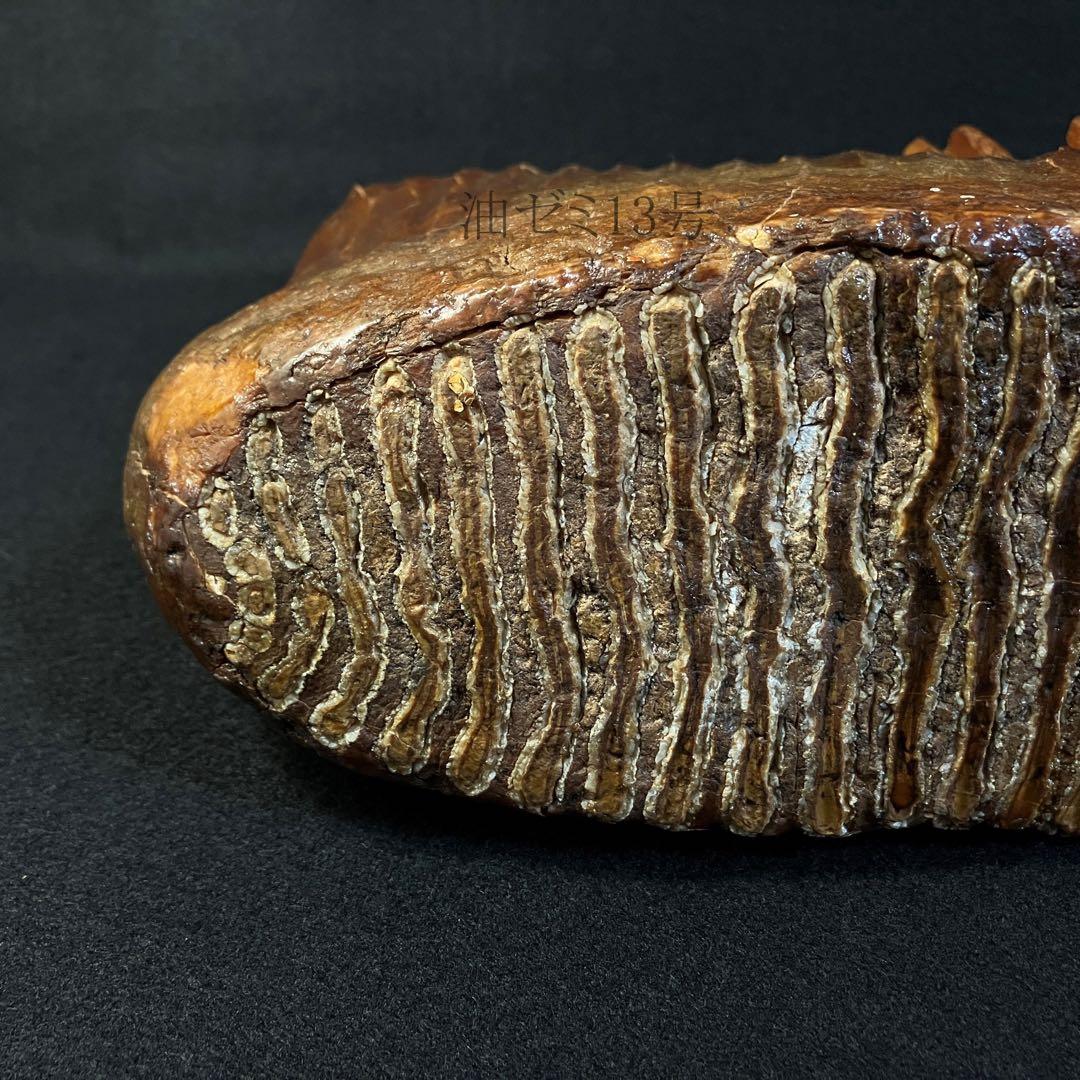 ケナガマンモス　臼歯　化石　コレクション