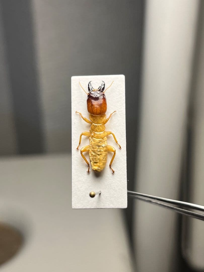 【21mm】オオシロアリ 標本 ゴキブリパラポネラ キバハリアリ ウロコアリ 蟻